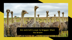 Ostrich eyes are bigger than its brain